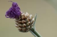 Centaurea jacea