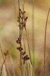 Juncus compressus
