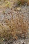 Juncus compressus