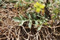 Rorippa sylvestris