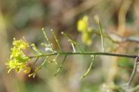 Rorippa sylvestris