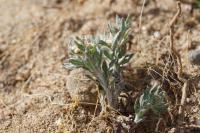 Gnaphalium uliginosum