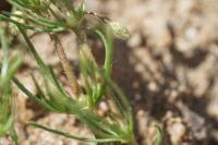 Spergula arvensis