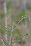 Ambrosia artemisiifolia