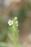 Erigeron canadensis