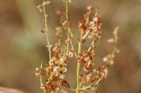 Rumex thyrsiflorus