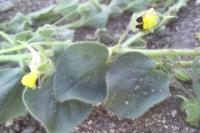 Kickxia spuria