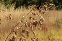 Bromus secalinus