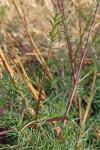 Artemisia campestris