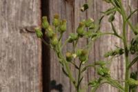 Erigeron sumatrensis