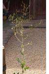 Lactuca serriola