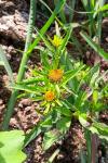 Bidens radiata