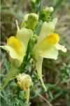 Linaria vulgaris