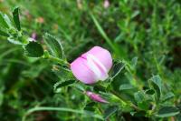 Ononis spinosa subsp. procurrens