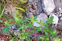 Oxybasis glauca