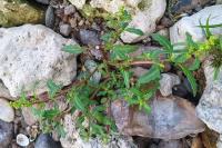 Oxybasis glauca