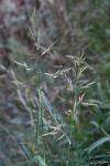 Sorghum halepense