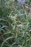 Sorghum halepense