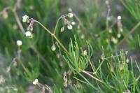 Spergula arvensis
