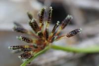 Cyperus fuscus