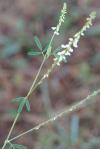 Melilotus albus