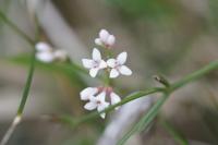 Asperula cynanchica