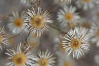 Carlina vulgaris