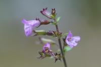 Clinopodium nepeta subsp. sylvaticum