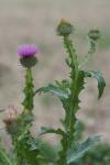 Onopordum acanthium