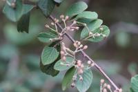 Cotoneaster coriaceus