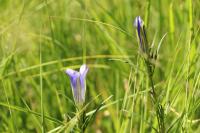 Gentiana pneumonanthe