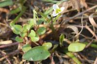 Damasonium alisma