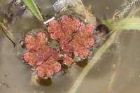 Azolla filiculoides