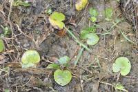 Hydrocharis morsus-ranae