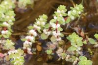 Illecebrum verticillatum