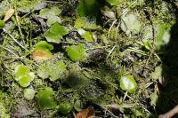 Hydrocharis morsus-ranae