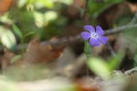 Vinca minor