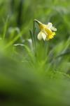 Narcissus pseudonarcissus