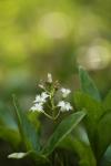 Menyanthes trifoliata