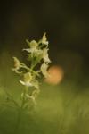 Platanthera chlorantha