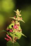 Lamium purpureum