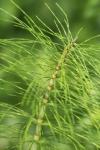 Equisetum telmateia