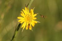 Tragopogon pratensis