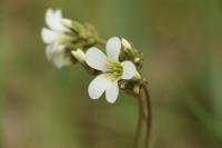 Saxifraga granulata
