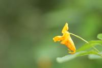 Impatiens capensis