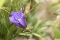 Gentiana pneumonanthe