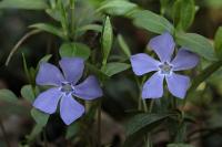 Vinca minor