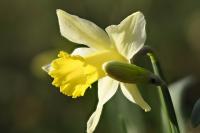 Narcissus pseudonarcissus