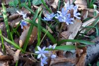 Scilla bifolia