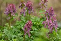 Corydalis solida